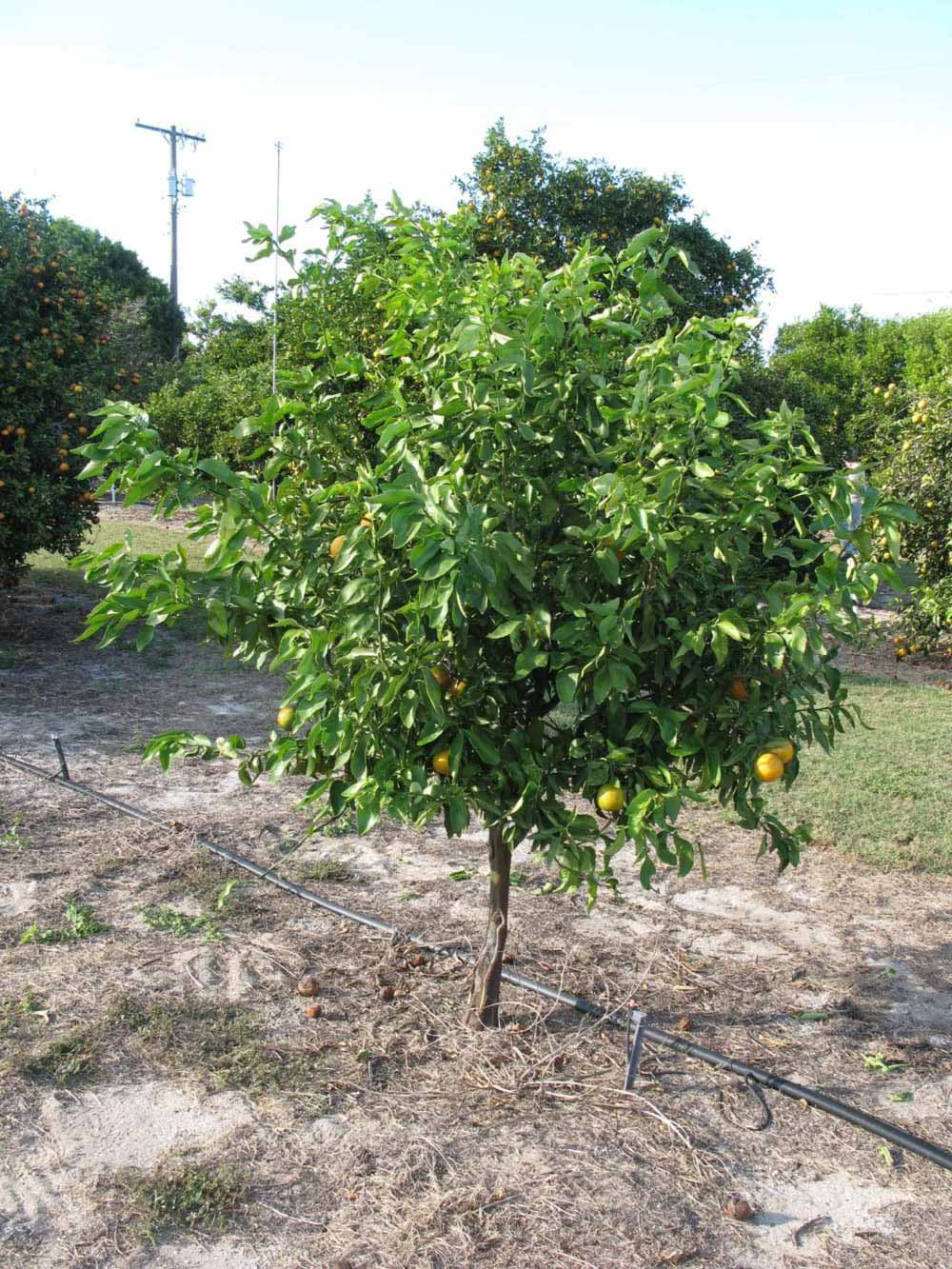              Habit (Winter Haven, FL)       